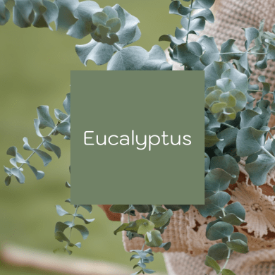 Eucalyptus