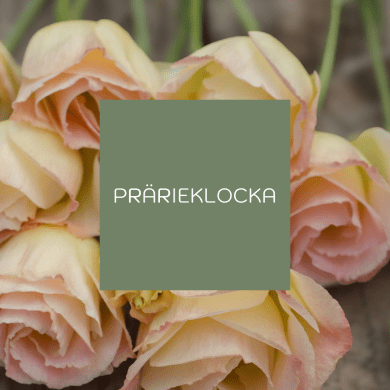 Prärieklocka