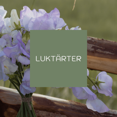 Luktärter