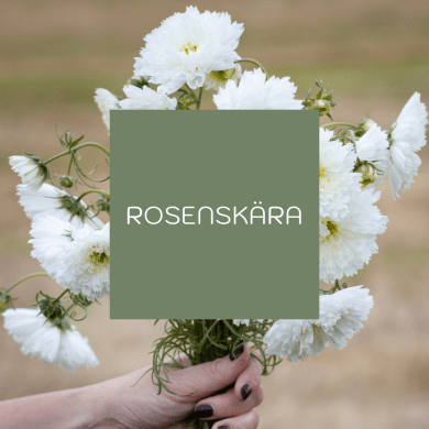 Rosenskära