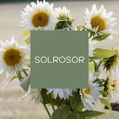 Solrosor