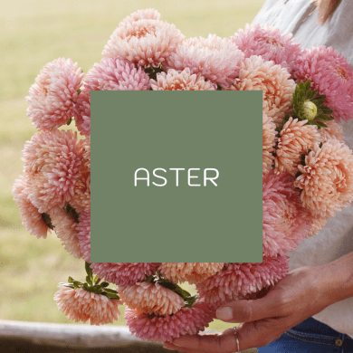 Aster