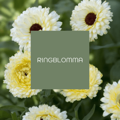 Ringblomma
