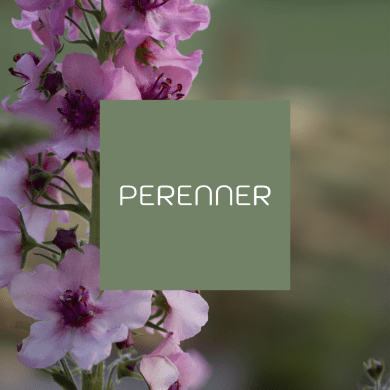 Perenner