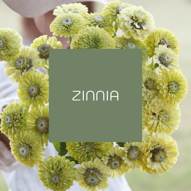 Zinnia