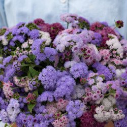 Ageratum houstonianum Timeless