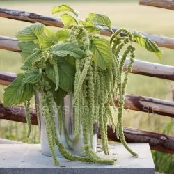 Amarant - Amaranthus caudatus Viridis