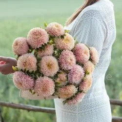 Aster Callistephus chinensis Chrisantella Autumn Forest