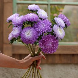 Aster Callistephus chinensis Bridal Waltz
