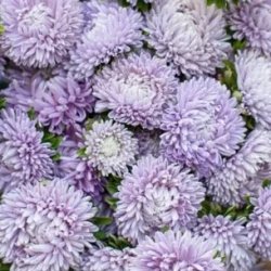 Aster Callistephus chinensis Chrisantella Moonstone