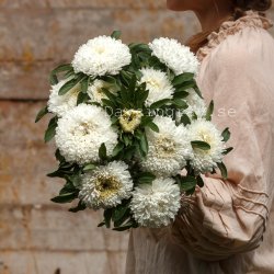 Aster Callistephus chinensis Chrisantella Phantom Of The Opera