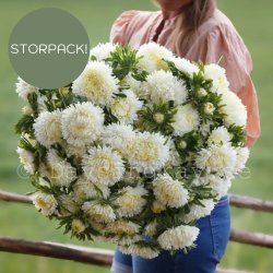 Aster Callistephus chinensis Lady Coral Cream white