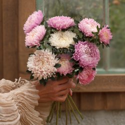 Aster Callistephus chinensis Syringa Appleblossom Rose-Yellow