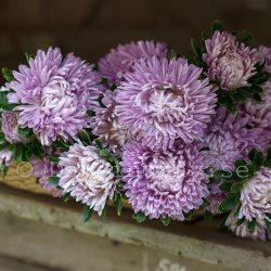 Aster Callistephus chinensis Syringa Lavender