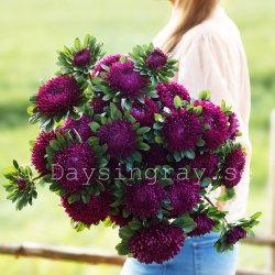 Aster Callistephus chinensis Syringa Purple