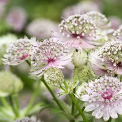 Stjärnflocka Astrantia major
