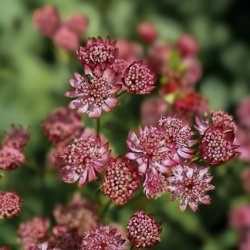 Stjärnflocka Astrantia major Rosensinfonie