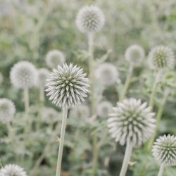 Blå bolltistel Echinops bannaticus Star Frost