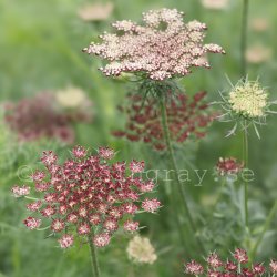 Blomstermorot - Daucus Carota Dara