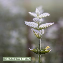 Salvia horminum white swan Broksalvia