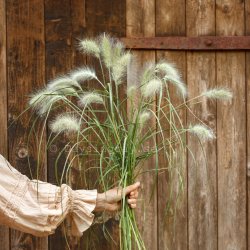 Dunborstgräs Pennisetum villosum Fluffy