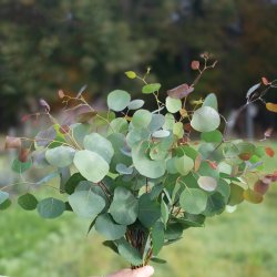 Eucalyptus polyanthemos
