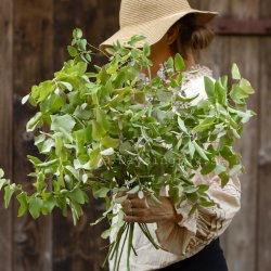 Eucalyptus Dunii