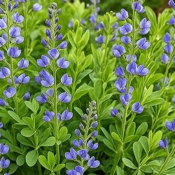 Färgväppling Baptisia australis Caspian Blue