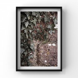 Wall of ivy flower photo