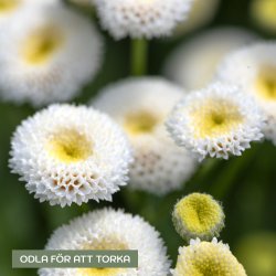 Mattram Tanacetum parthenium Baya