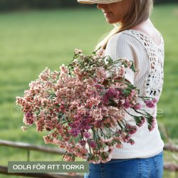 Risp Limonium Sinuatum Qia Apricot