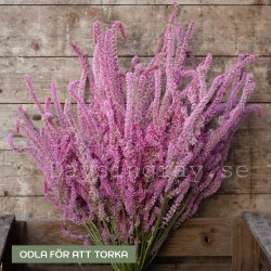 Axrisp - Limonium Suworowii Pink Pokers