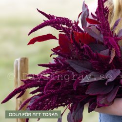 Amarant Amaranthus cruentus Velvet Curtains