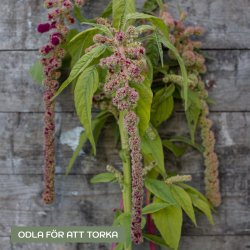 Amarant - Amaranthus Caudatus Mira