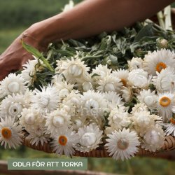 Jätte-eternell - Helichrysum bracteatum King Size Silvery White