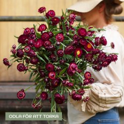 Jätteeternell Helichrysum bracteatum King Size Red Strawflower