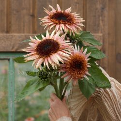 Solros Helianthus annuus Astra Rose