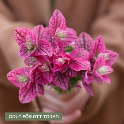 Broksalvia Salvia Horminum Pink Sundae