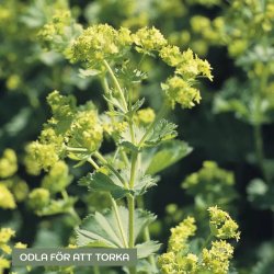 Jättedaggkåpa Alchemilla Mollis Thriller