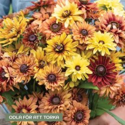 Rudbeckia hirta Sahara
