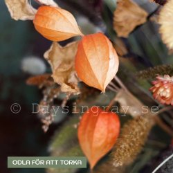 Japansk Lykta Physalis alkekengi