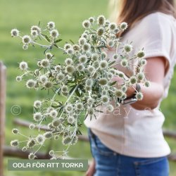 Flat Sea Holly Eryngium planum White glitter