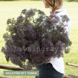 Sommarhalsört Trachelium caeruleum Corine Misty Blue