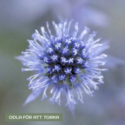 Flat Sea Holly Eryngium planum Blue Glitter