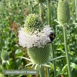 Flikig Kardvädd Dipsacus laciniatus