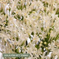 Sommarhalsört Trachelium caeruleum Corine White