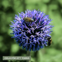 Blå bolltistel Echinops ritro