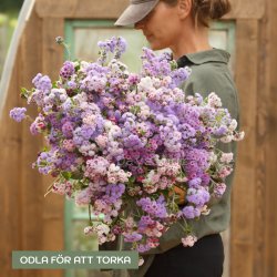 Ageratum houstonianum Timeless mix