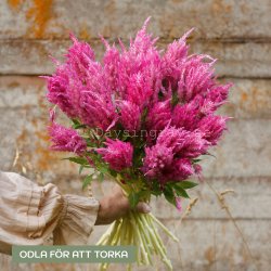 Plymört Celosia plumosa Bright Pink