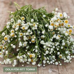 Sandeternell Ammobium alatum Grandiflorum